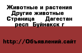 Животные и растения Другие животные - Страница 3 . Дагестан респ.,Буйнакск г.